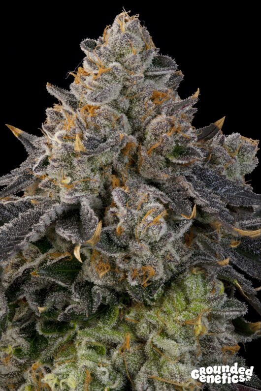 PEACH GUMMIES<br>Candy Matterz x Peach Guava