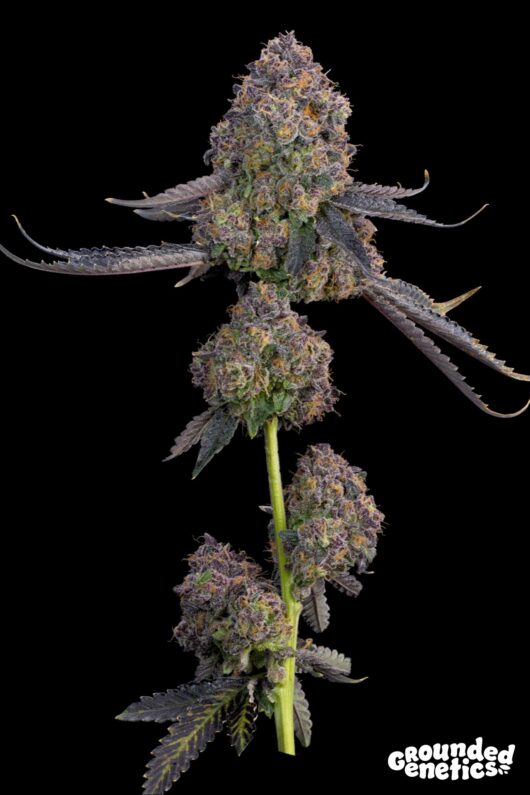 PINK ZODA<br>Z Face x Ultraviolet Sherb