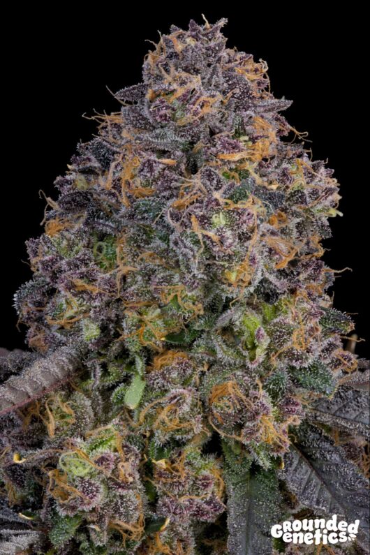 PINK ZODA<br>Z Face x Ultraviolet Sherb