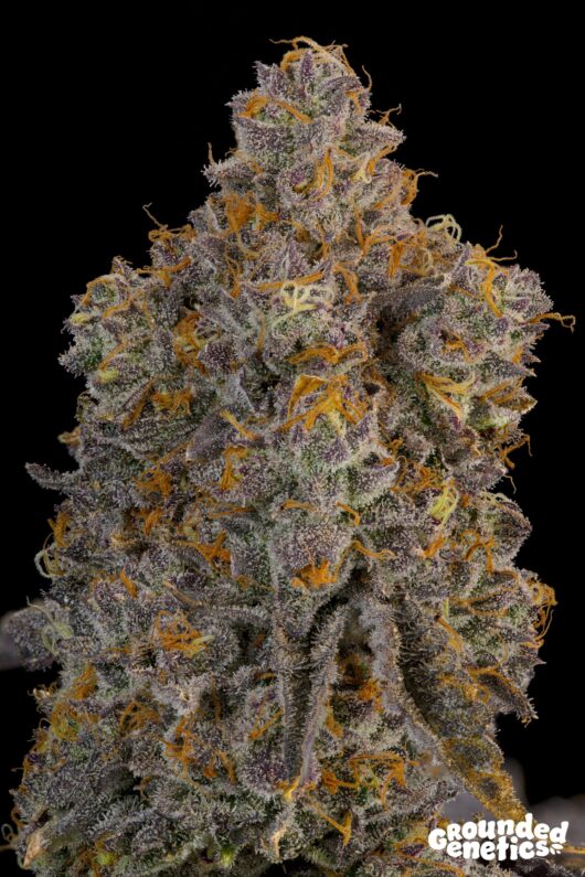 Blue Bacio <br> Blue Sherb x Bacio Gelato