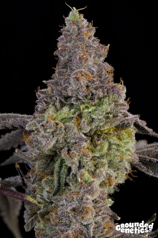 Blue Beluga <br> Bluzzi x Peach Guava