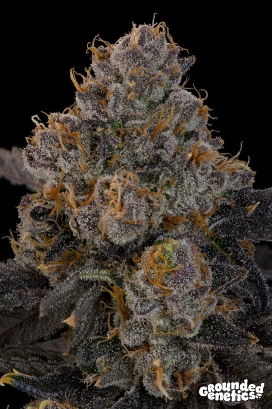 Blue Honey <br> Pink Honey x Blucci