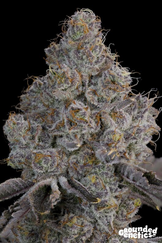 Chrome Sherb <br> Z Road x Ultraviolet Sherb