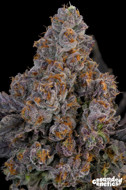 Maracuya <br> Zwisher x Peach Guava