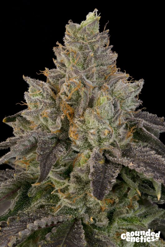 Oz Guava <br> Ozark x Peach Guava