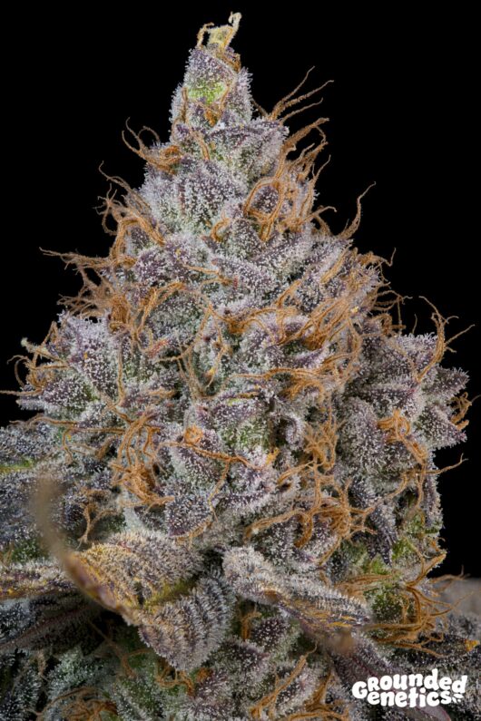Pink Plumz <br> Plumz x Pink Limez