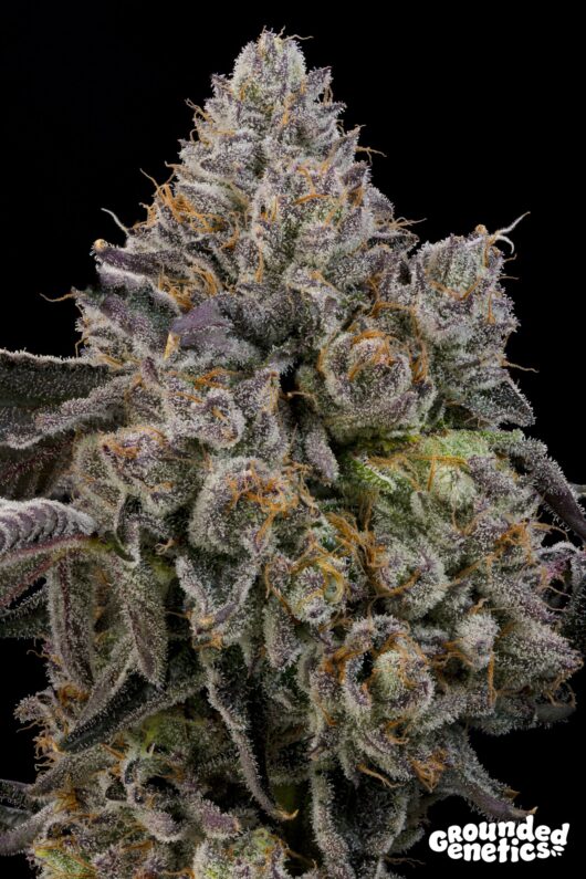 Sour Peachez <br> Zowahh x Peach Guava