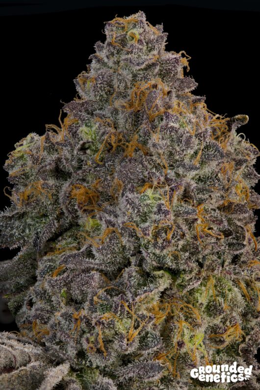 Zaffron <br> Zerberry x Peach Guava